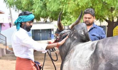 ஜல்லிகட்டில் பரிசுகளை குவித்த நடிகர் சூரி வளர்க்கும் “கருப்பன்” காளை