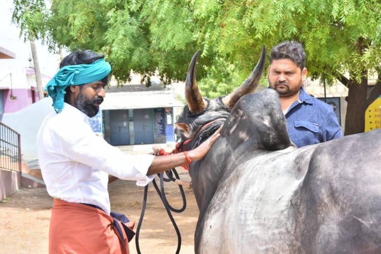 ஜல்லிகட்டில் பரிசுகளை குவித்த நடிகர் சூரி வளர்க்கும் “கருப்பன்” காளை