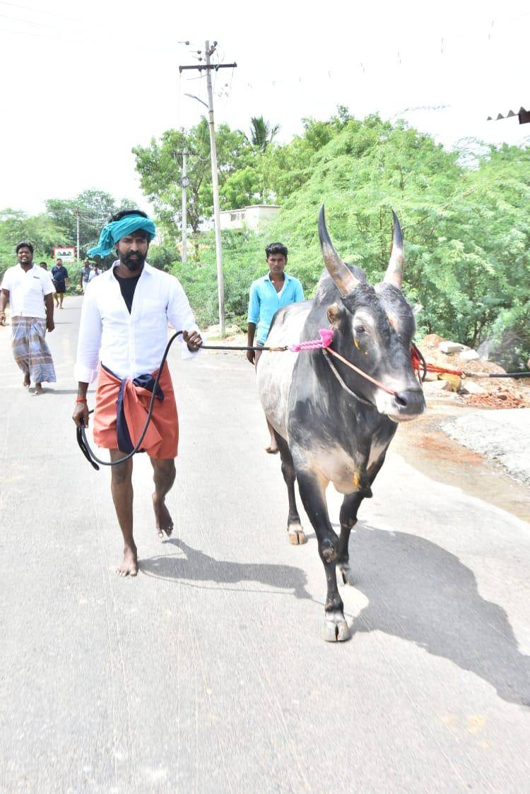 ஜல்லிகட்டில் பரிசுகளை குவித்த நடிகர் சூரி வளர்க்கும் “கருப்பன்” காளை
