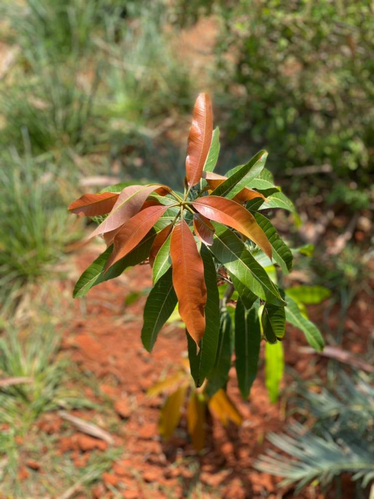 நடிகர் திரு.விவேக் அவர்களின் நினைவாக இன்று எனது வீட்டில் சில மரக்கன்றுகளை நட்டுள்ளேன். நடிகை ஆத்மிகா