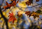 Autumn Colours of Japan: Immersive Photography Tour Through Japan
