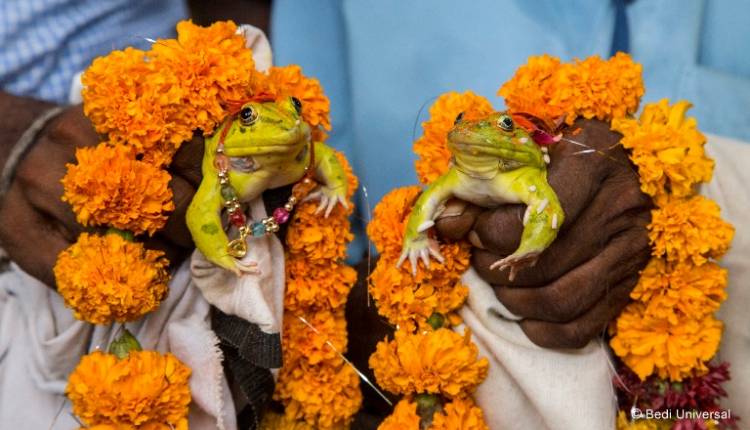 Animal Planet to premiere the first ever documentary film on amphibians of India - ‘The Secret Life of Frogs’