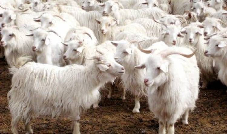 Over 200 sheep, goats killed in J&K