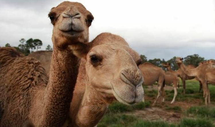 Australia to cull up to 10,000 camels amid bushfires