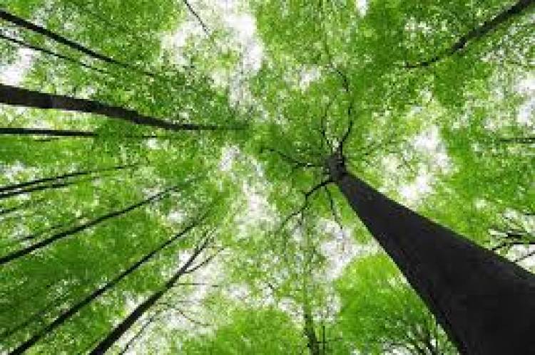 2020 Theme for the International Day of Forests is "Forests and Biodiversity"