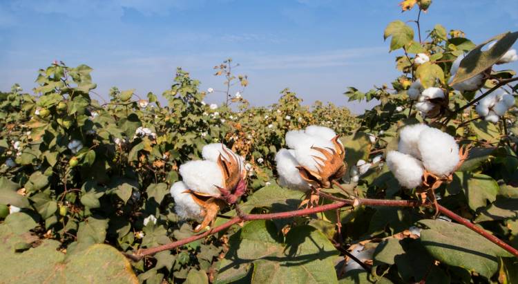 Adaptation of scientific agriculture practices will drive global demand towards Indian cotton farmer   