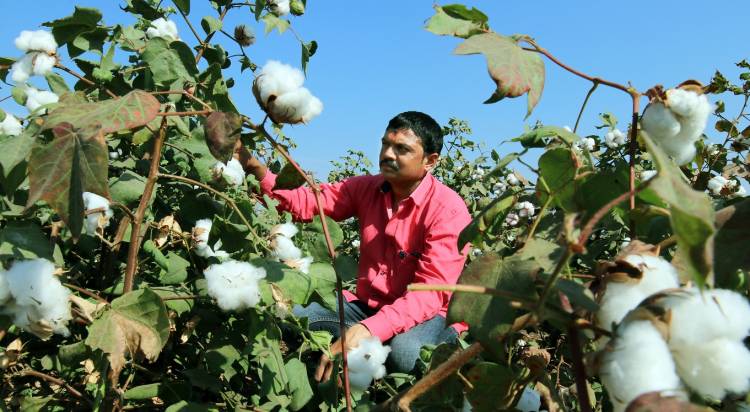 Adaptation of scientific agriculture practices will drive global demand towards Indian cotton farmer   