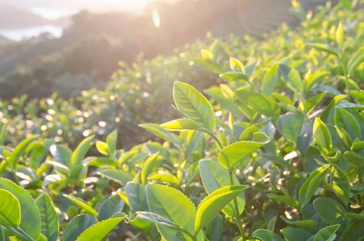 Hey Dad! I got it all figured out! Just like you