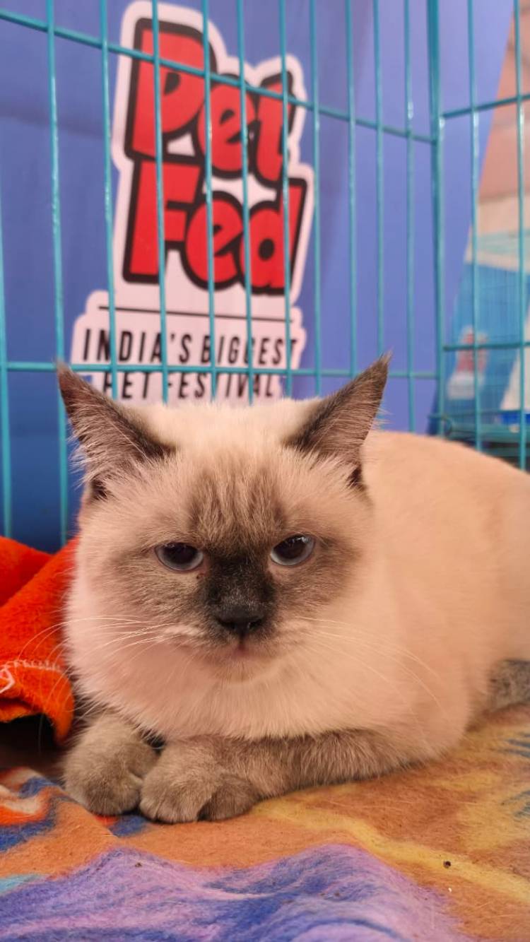 Bengaluru, Get Set for Pet Fed’s 11th Edition of Paws, Play & Love