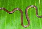 Meghalaya Yields New Burrowing Reed Snake