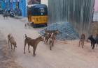 Chennai City Council Fines for Abandoned Pet Dogs