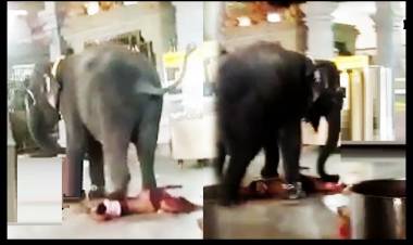 சமயபுரம் கோயில் யானை தாக்கியதில் பேச்சை இழந்த பெண்ணுக்கு அரசு பணி