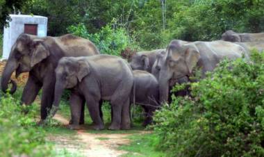 கோவை மாவட்டம் வடவள்ளியில் மக்கள் குடியிருப்பு பகுதிக்குள் யானைகள் நடமாட்டம்