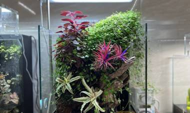 7 Step DIY underwater Christmas tree.