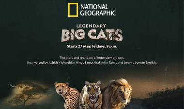With Legendary Big Cats, I got an opportunity to bring a little bit of my own personality to an all-new series on Nat Geo Wild; says Indian actor and director Samuthirakani