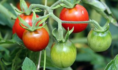 தக்காளிச்செடிகளுக்கு நவீன முறையில் பந்தல் அமைக்கும் திட்டம்