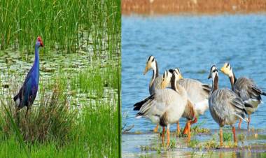 பள்ளிக்கரணை சதுப்பு நிலத்தில் 130 வகையான 26 ஆயிரம் பறவைகள்