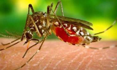 கடலூர் மாவட்டத்தில் டெங்கு காய்ச்சல் காரணமாக 36 பேர் மருத்துவமனைகளில் அனுமதி!