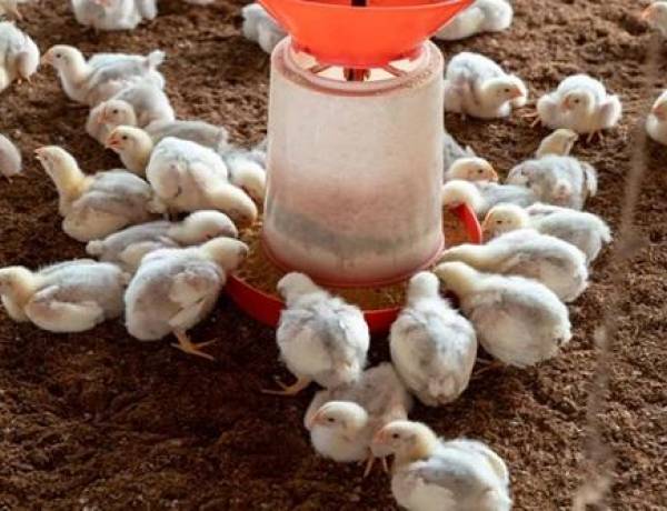 Will chicken be available this Sunday? Traders announce statewide sales halt over feed rule violations