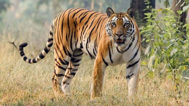 இன்று (ஜூலை 29) சர்வதேச புலிகள் தினம்!
