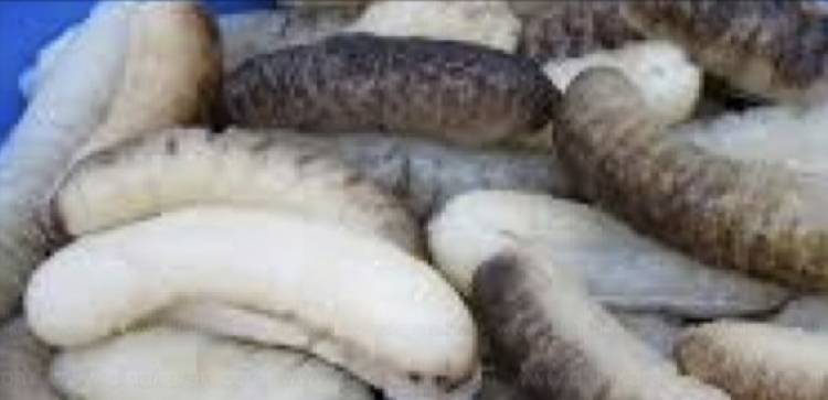 ராமநாதபுரம் மண்டபத்திலிருந்து இலங்கைக்கு கடத்திய 2,500 கிலோ கடல் அட்டைகள்