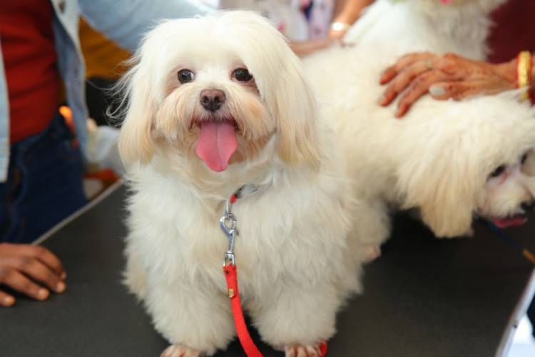 India's biggest Dog and Cat Show: PetGala Delhi organised  at Noida Expo Centre in Delhi-NCR