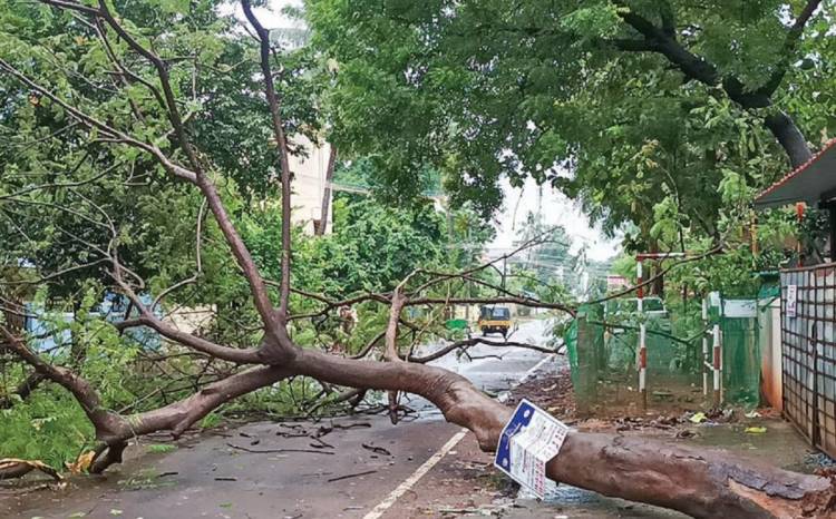 டெல்டா மாவட்டங்களில் கனமழையால் இயல்பு வாழ்க்கை பாதிப்பு: சாலைகளில் மரங்கள், மின் கம்பங்கள் சாய்ந்ததால் மக்கள் அவதி