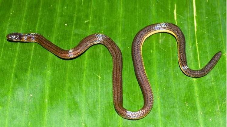 Meghalaya Yields New Burrowing Reed Snake
