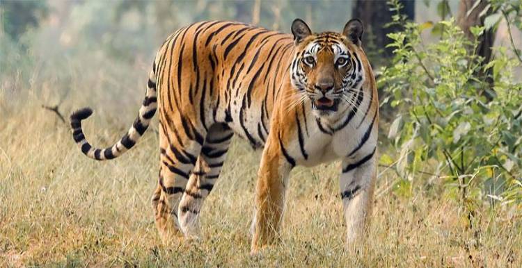 இன்று (ஜூலை 29) சர்வதேச புலிகள் தினம்!